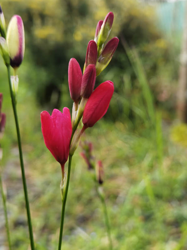 Ixia hort. en fleurs dans une prairie saisonnièrement sèche du Cap, Afrique du Sud